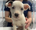 Small Mutt