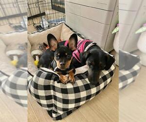 Daisy  -  Bonded With Norman  -  So Ca - Female Dachshund-Unknown Mix Dog for Adoption - Photo #2