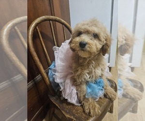 Goldendoodle (Miniature) Puppy for sale in WEST BROOKFIELD, MA, USA