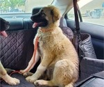 Small Photo #16 Anatolian Shepherd-Great Pyrenees Mix Puppy For Sale in AGOURA HILLS, CA, USA