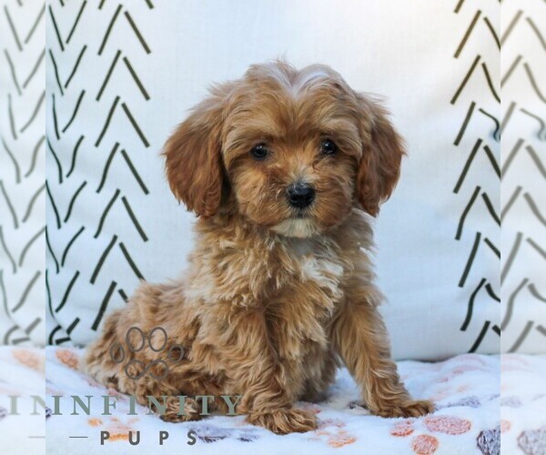 Medium Photo #5 Cavapoo (Miniature) Puppy For Sale in ELIZABETHTOWN, PA, USA