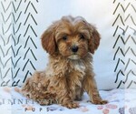Small #4 Cavapoo (Miniature)