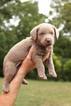 Puppy 0 Labrador Retriever