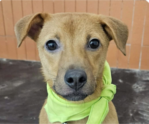 Mutt Dogs for adoption in San Ramon, CA, USA