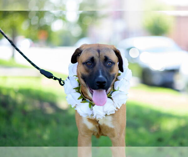 Medium Photo #4 German Shepherd Dog-Unknown Mix Puppy For Sale in Perth Amboy, NJ, USA