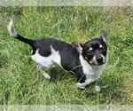 Small #3 Rat Terrier