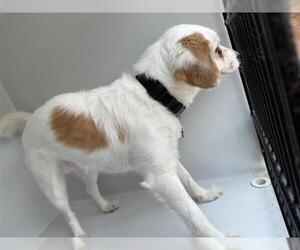 Cavalier King Charles Spaniel Dogs for adoption in Houston, TX, USA