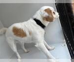 Small Cavalier King Charles Spaniel