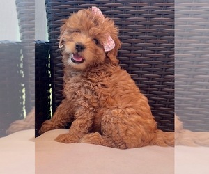 Goldendoodle-Miniature Bernedoodle Mix Puppy for Sale in MIDDLETOWN, Ohio USA