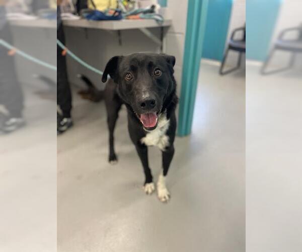 Medium Photo #1 Labrador Retriever-Unknown Mix Puppy For Sale in Waco, TX, USA