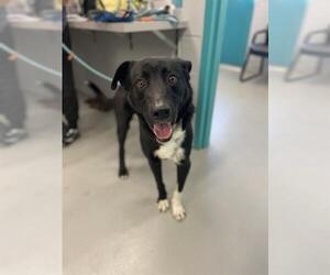 Labrador Retriever-Unknown Mix Dogs for adoption in Waco, TX, USA