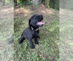 Small Photo #19 Lab-Pointer Puppy For Sale in PELZER, SC, USA