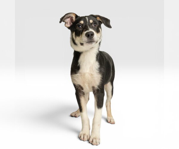 Medium Photo #1 Australian Shepherd-Unknown Mix Puppy For Sale in Rowlett, TX, USA
