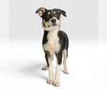 Small Australian Shepherd Mix