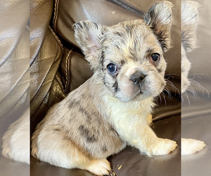 French Bulldog Puppy for sale in HOUSTON, TX, USA