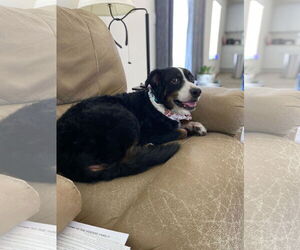 Australian Shepherd-Unknown Mix Dogs for adoption in Holly Springs, NC, USA