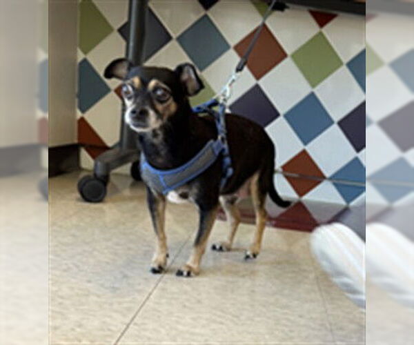 Medium Photo #1 Chihuahua Puppy For Sale in Plano, TX, USA