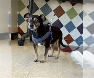 Chihuahua Dogs for adoption in Plano, TX, USA