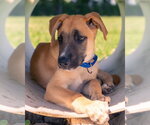 Small #6 Labrador Retriever Mix