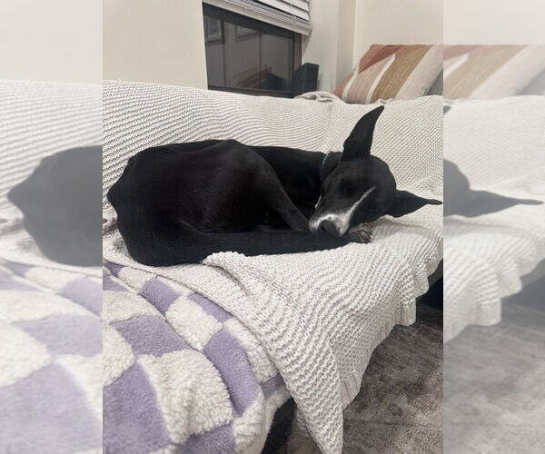 Medium Photo #10 Collie-Unknown Mix Puppy For Sale in Boston, MA, USA