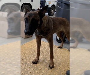 Mutt Dogs for adoption in Bakersfield, CA, USA