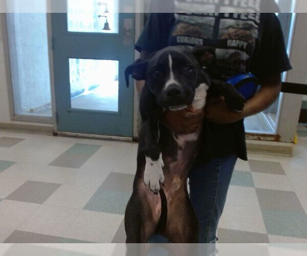 Medium Photo #1 American Pit Bull Terrier-Unknown Mix Puppy For Sale in Oklahoma City, OK, USA