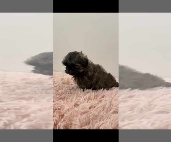 Medium Photo #1 ShihPoo Puppy For Sale in MCKINNEY, TX, USA