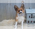 Small Photo #1 Papillon Puppy For Sale in HONEY BROOK, PA, USA