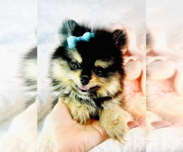 Medium Photo #5 Pomeranian Puppy For Sale in WEST PALM BEACH, FL, USA