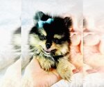 Small #4 Pomeranian