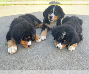 Bernese Mountain Dog Puppy for sale in NOVI, MI, USA