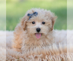 Small Photo #65 Maltipoo (Miniature) Puppy For Sale in WARSAW, IN, USA
