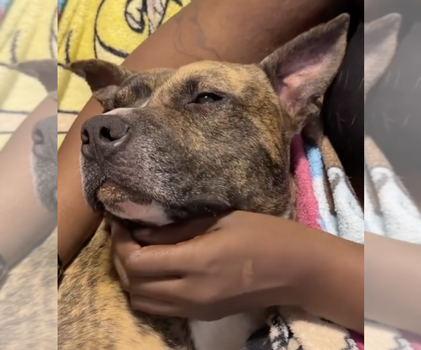 Medium Photo #1 American Staffordshire Terrier-Unknown Mix Puppy For Sale in Decatur, GA, USA