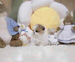Small Photo #4 Pomeranian Puppy For Sale in Seoul, Seoul, Korea, South