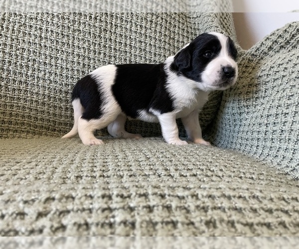Medium Photo #2 Saint Berdoodle Puppy For Sale in ELK RIVER, MN, USA