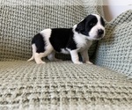 Small #1 Saint Berdoodle