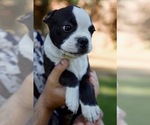 Puppy Jupiter Boston Terrier