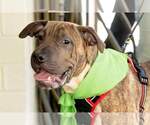 Small #7 Chinese Shar-Pei Mix