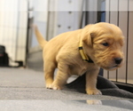 Puppy Yellow Golden Retriever