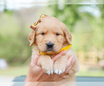 Small #2 Golden Retriever