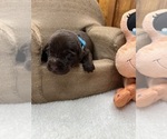 Small #8 Labrador Retriever