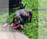 Puppy Pris American Bandogge