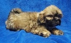 Small Photo #25 Lhasa Apso Puppy For Sale in BUFFALO, MO, USA