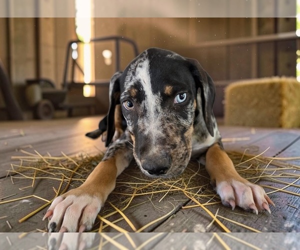 Medium Photo #7 Catahoula Leopard Dog Puppy For Sale in CUMBY, TX, USA
