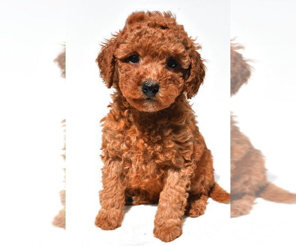 Medium Photo #26 Goldendoodle mix (+ Poodle Miniature) Puppy For Sale in DURHAM, CT, USA