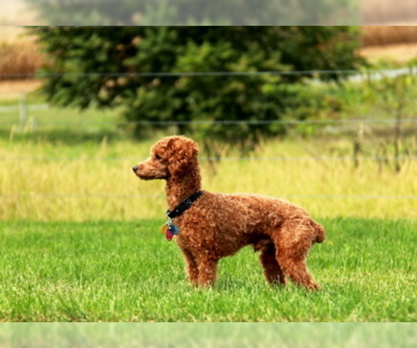 Medium Photo #1 Goldendoodle-Poodle (Miniature) Mix Puppy For Sale in GAP, PA, USA