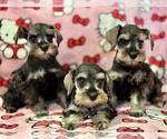 Small Schnauzer (Miniature)