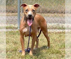 Labrador Retriever Dogs for adoption in Conroe, TX, USA