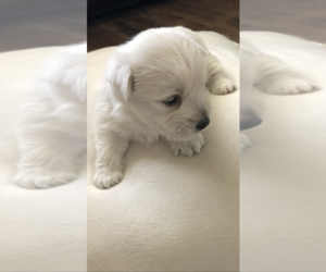 West Highland White Terrier Puppy for sale in CROSBY, TX, USA