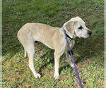 Small #9 Labrador Retriever Mix